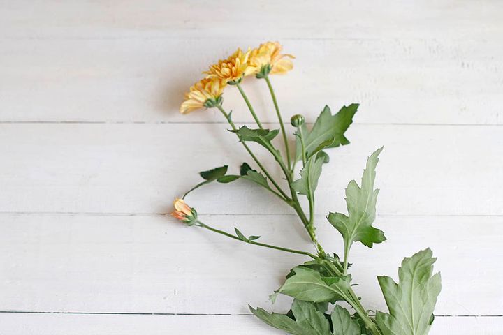 重陽の節句のアレンジ