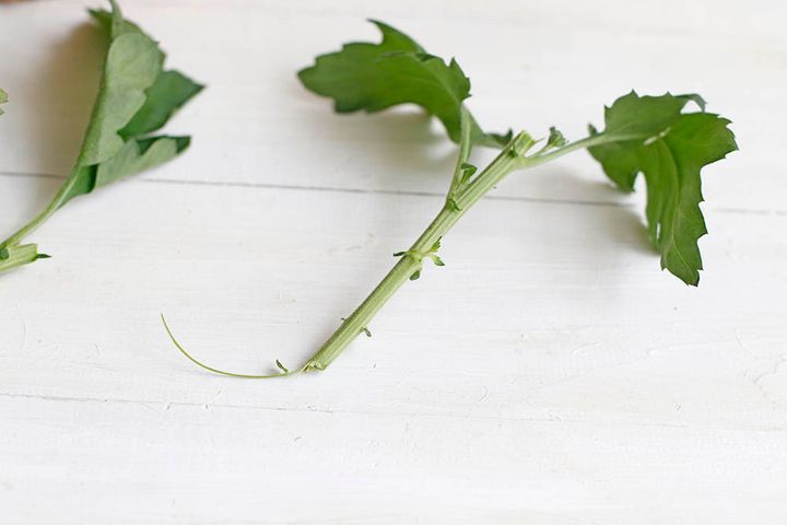 重陽の節句のアレンジ