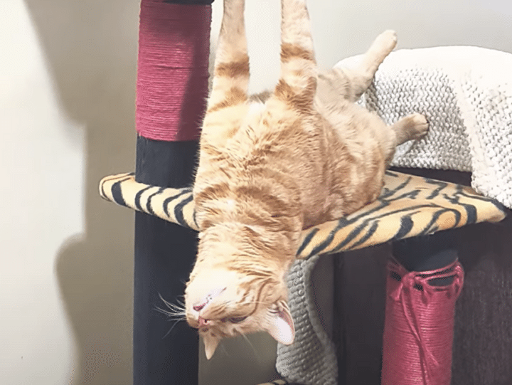 そのポーズでリラックスできるの？ 寝相が変わっている猫さん。