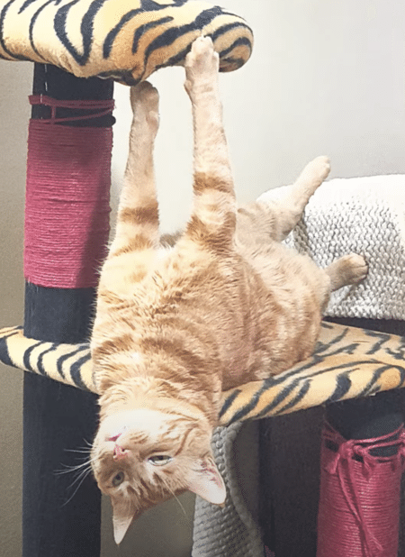 そのポーズでリラックスできるの？ 寝相が変わっている猫さん。