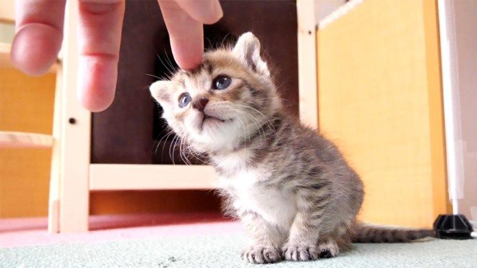 頭ちょんされた子猫