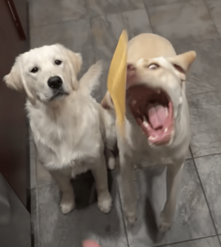 飛んできたチーズをキャッチできるか！ 2匹の犬さんの挑戦。