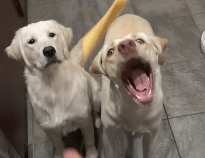 飛んできたチーズをキャッチできるか！ 2匹の犬さんの挑戦。