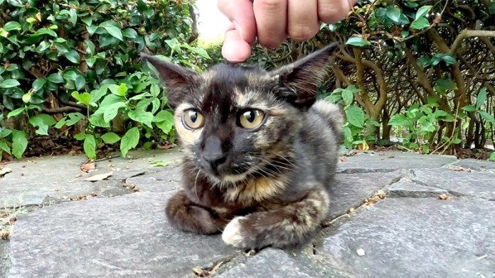 撫でられる子猫