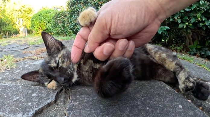 撫でられる子猫