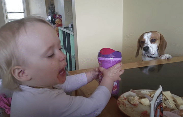 犬「あの〜、そのゴハンと交換しない？」おもちゃと食べ物をトレードしたい犬さん。