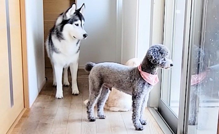 プールが気になる犬と猫