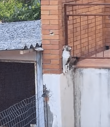 足場がなくても渡れちゃう！ ボルダリングが得意な猫さん。