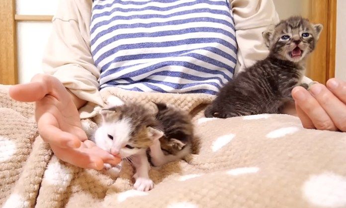 膝の上で鳴く子猫