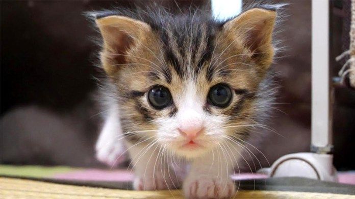 部屋の中で遊ぶ子猫