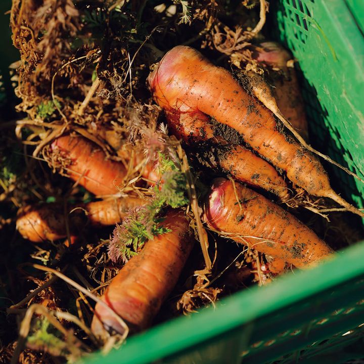 〈ソウファーム〉のニンジン