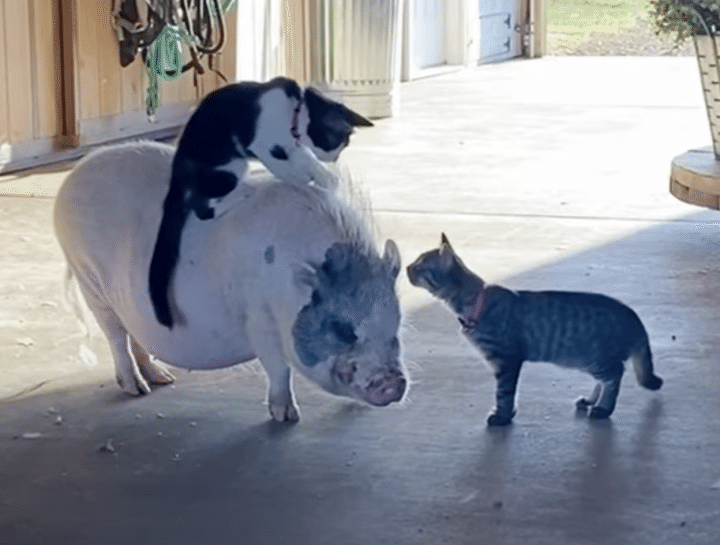 高いところが大好きな猫さん、ブタさんの背中に登り始めちゃった！