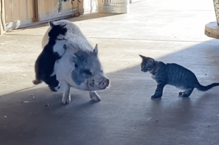 高いところが大好きな猫さん、ブタさんの背中に登り始めちゃった！
