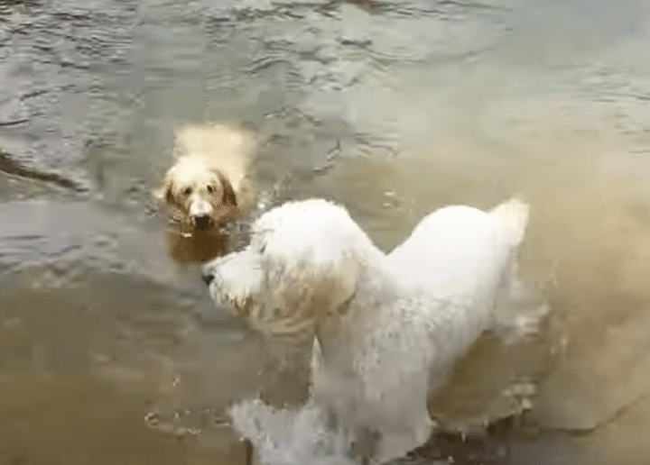 犬の水泳教室？ 泳ぎ方を子犬に教えてあげる先輩。