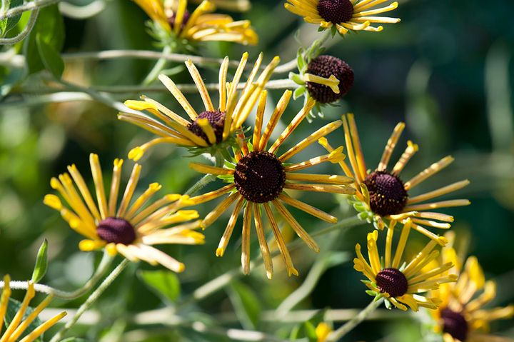 ルドベキア‘ヘンリーアイラーズ’