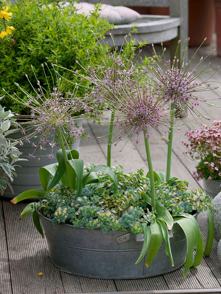 アリウム・シュベルティ