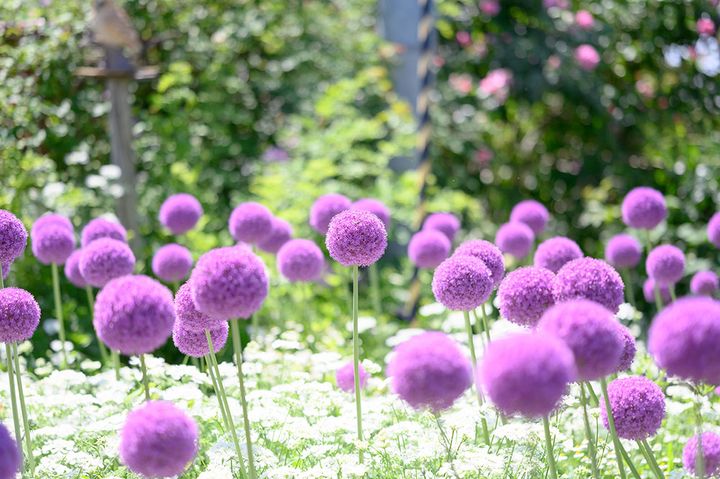 アリウム・ギガンチウム