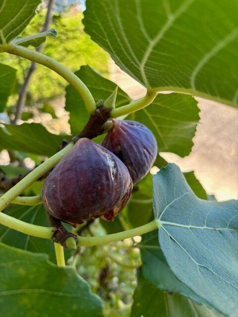 イチジク