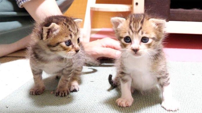 相談する子猫達