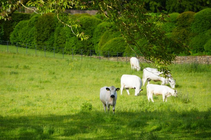 「ハドスペン・ハウス」前で草を食む牛。