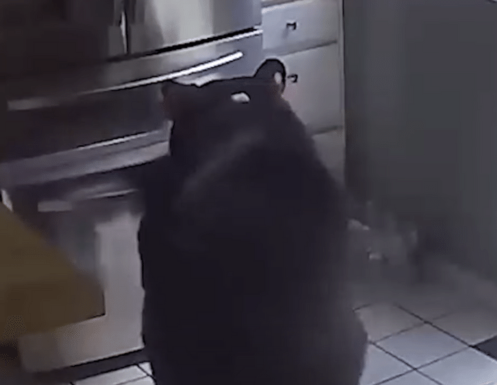 クマ「ここに食べ物があるって知ってる！」賢すぎる行動にびっくり。