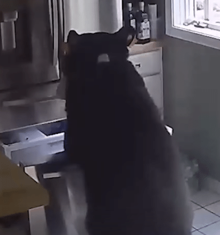 クマ「ここに食べ物があるって知ってる！」賢すぎる行動にびっくり。