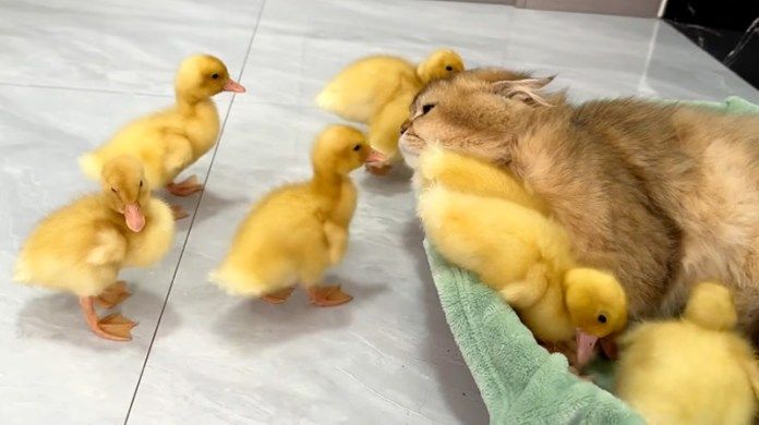 猫が大好きなヒナ達