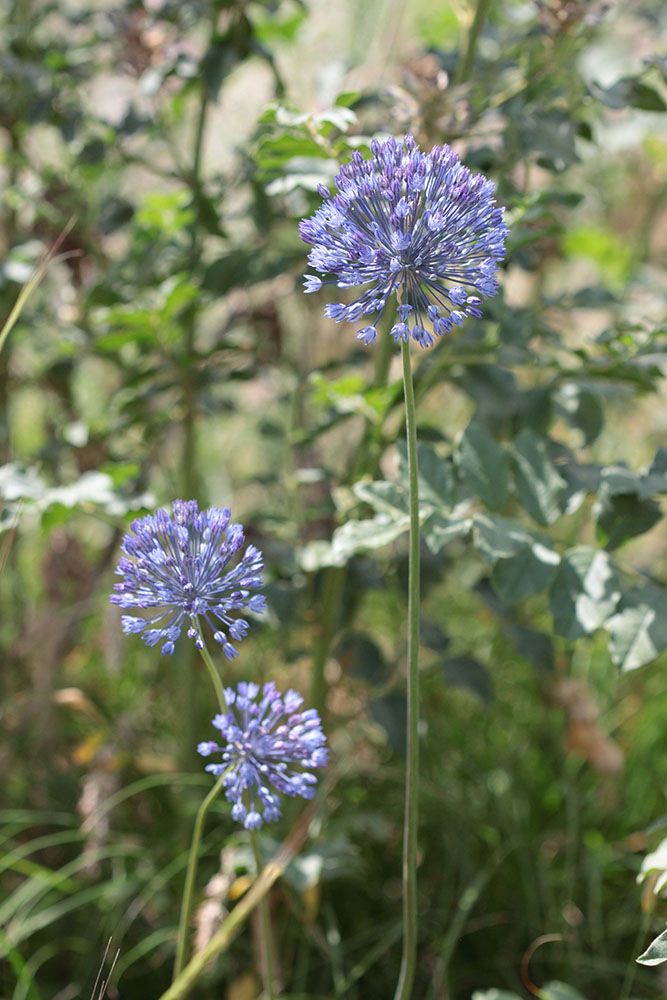 アリウム・カエルレウム