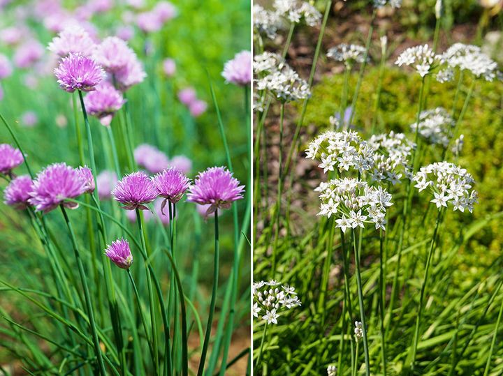 チャイブと花ニラ
