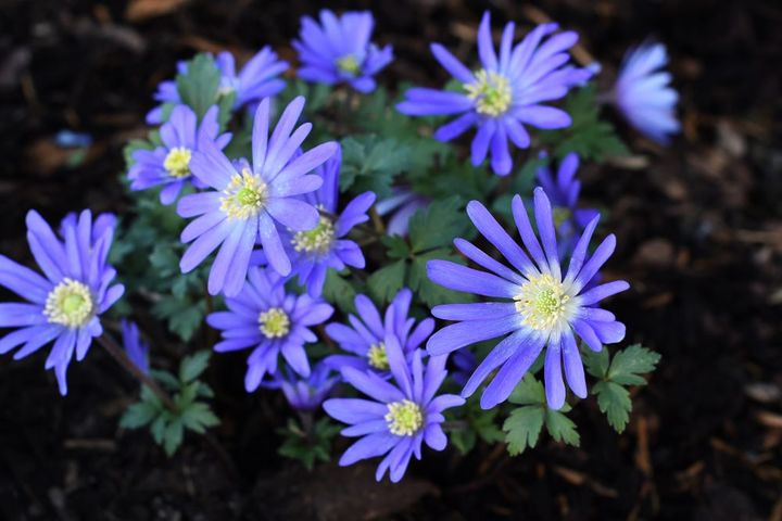 アネモネ・ブランダ