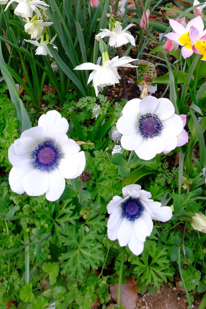 アネモネ・フルゲンス