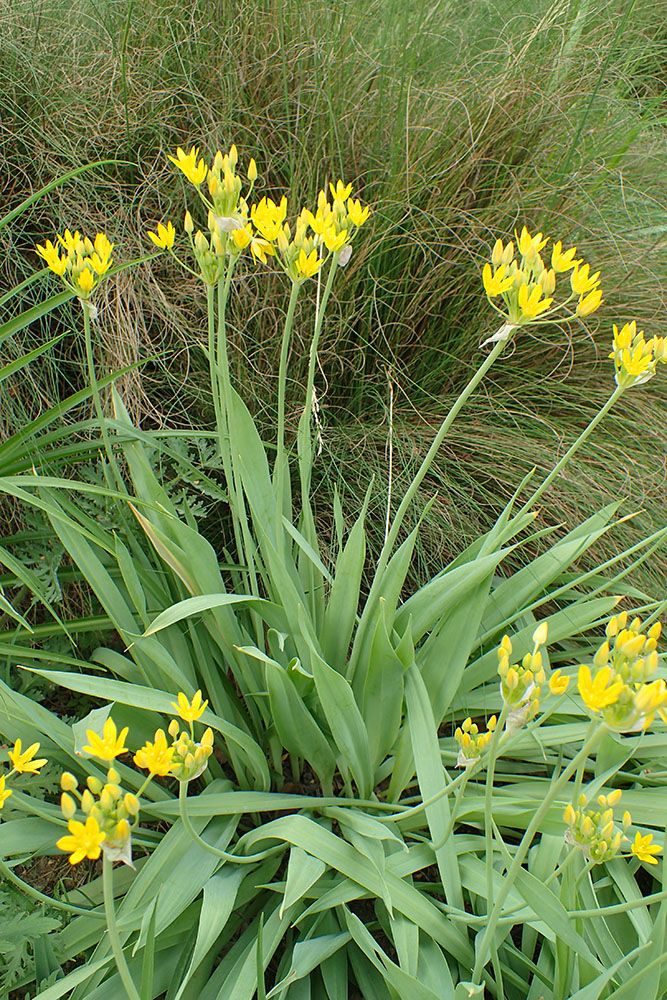 アリウム・モーリー