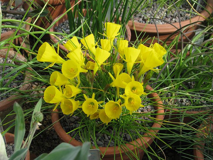 ペチコートスイセン