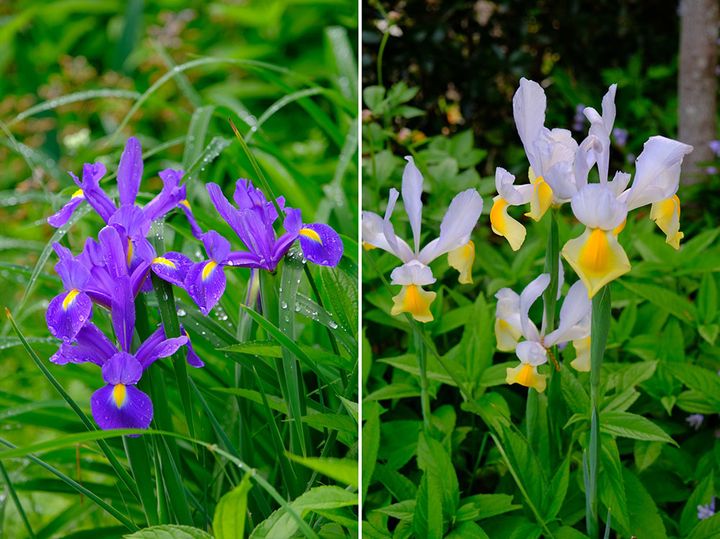 ダッチアイリス