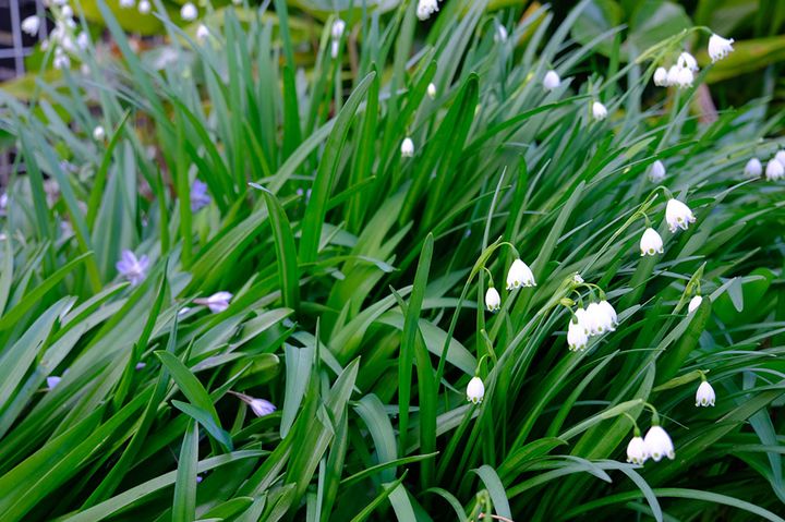 スノーフレーク