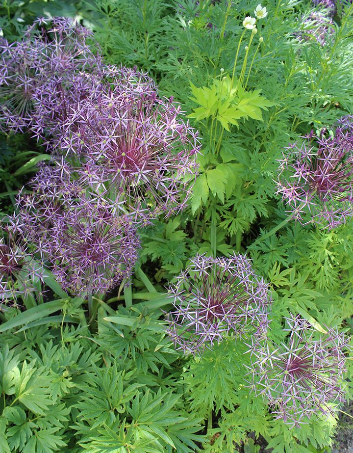 アリウム・クリストフィ