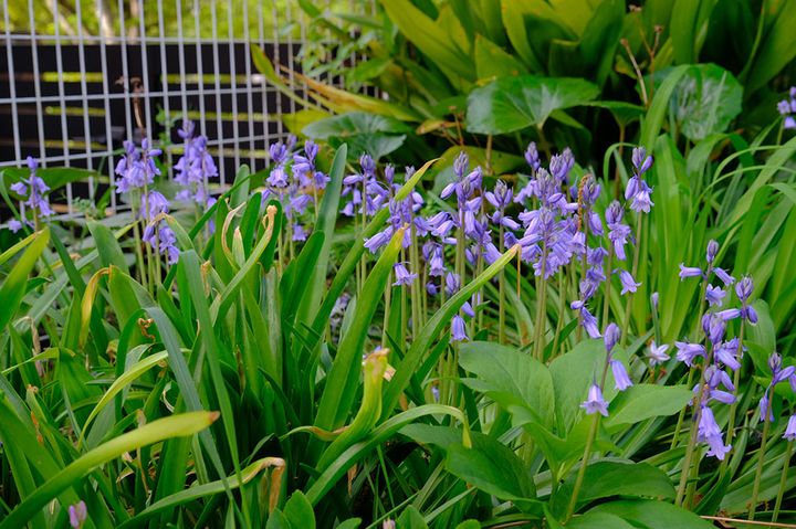 スパニッシュ・ブルーベル
