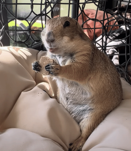 まったりとしたおやつタイムに、ご満悦のプレーリードッグ♡