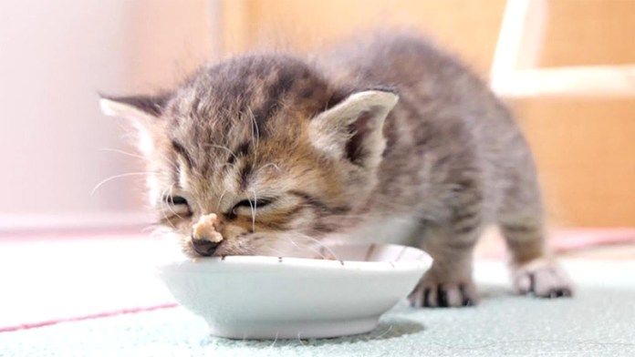 離乳食を食べる子猫