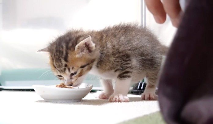 離乳食を食べる子猫