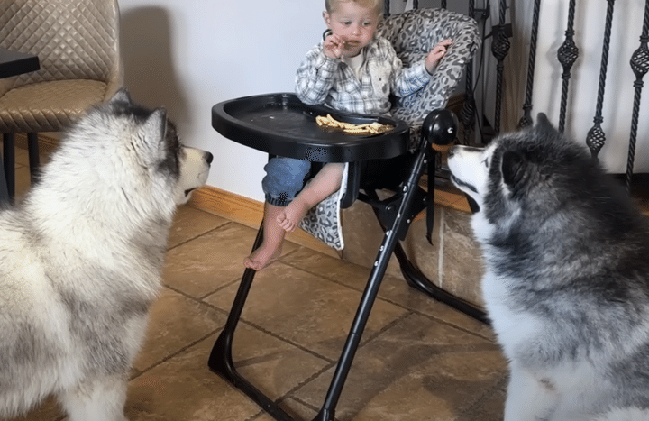 犬「食べきれない？ 残す？」 期待のまなざしで待機！