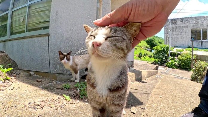 撫でられる猫