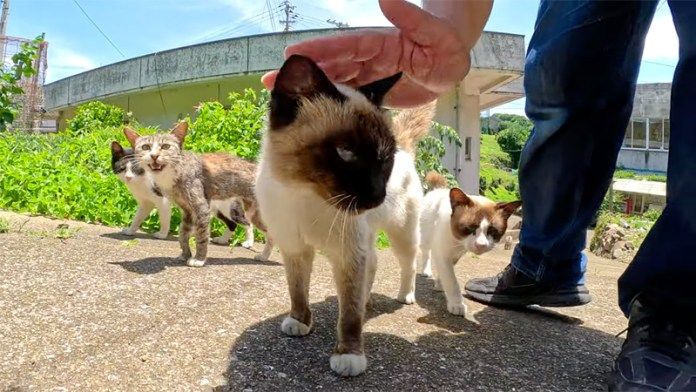 坂でお出迎えする猫達