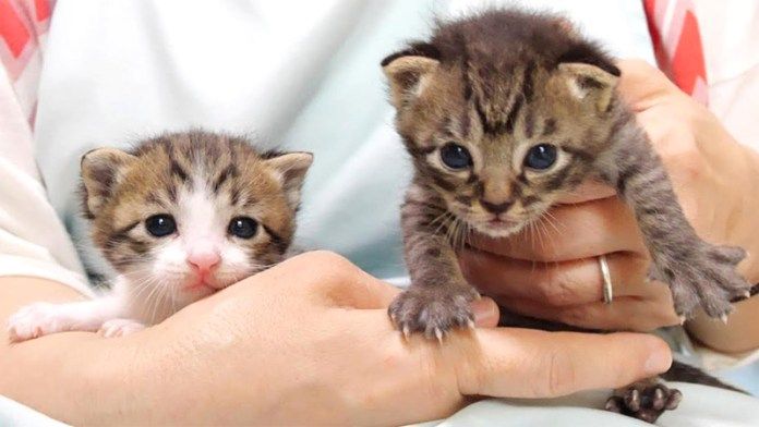 膝の上の子猫達