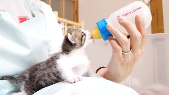 ミルクを飲む子猫
