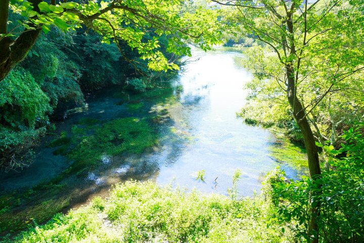 富士山の雪解け水が湧き出る公園でのんびり♪ 緑と清流に囲まれる柿田川公園