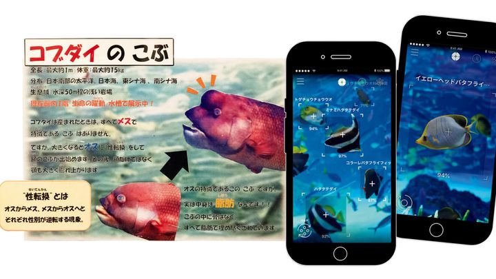 〈サンシャイン水族館〉コブダイのボード、スマホアプリ「LINNÉ LENS」画面