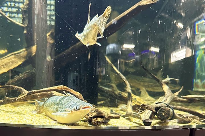 〈カワスイ 川崎水族館〉のリーフキャット
