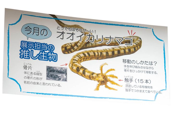 沖縄〈沖縄美ら海水族館〉館内のPOP