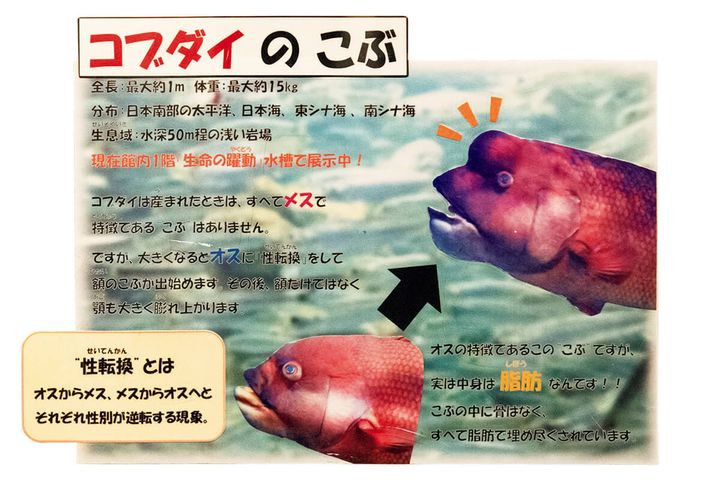 〈サンシャイン水族館〉コブダイのボード